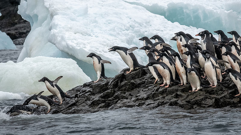 1 Adelie Penguins