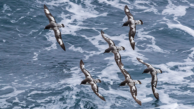 3 Cape Petrel