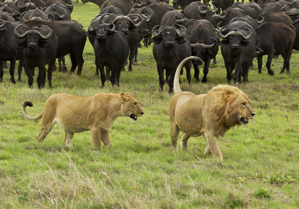 Africa Botswana Lions Cape Buffalo Sr