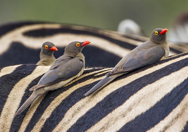 Africa South Buffalo Weaver search