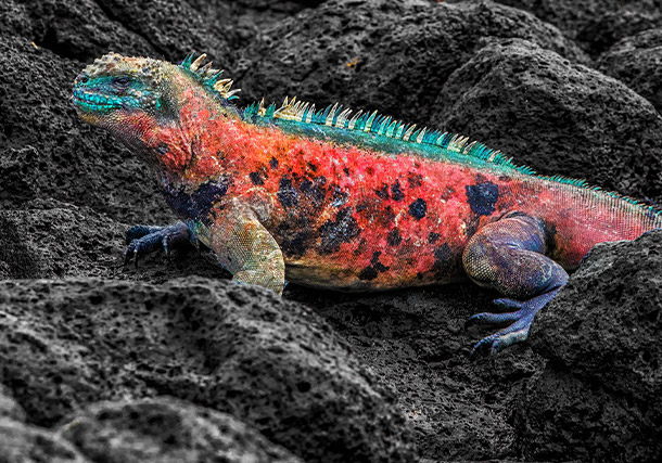 Americas Galapagos Iguana search