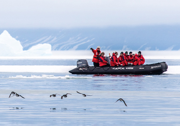 Arctic Animals Search Image