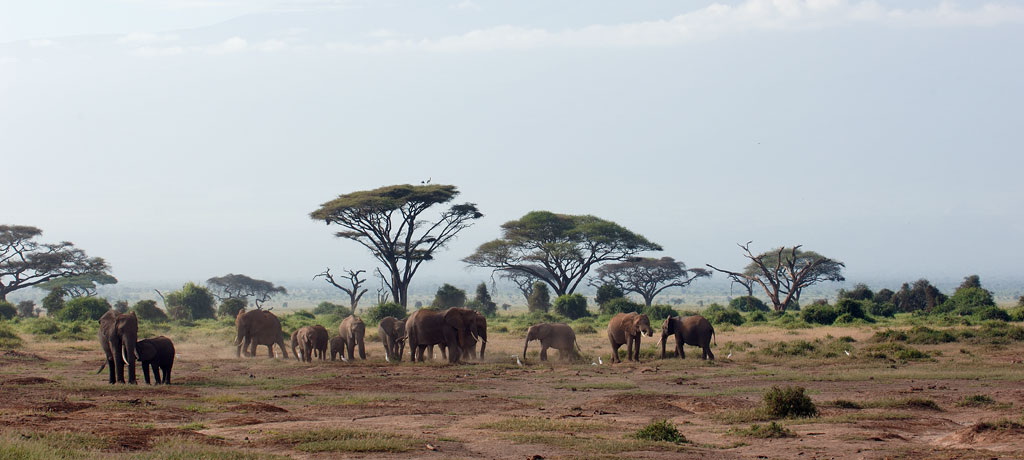 elephants